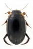 Hydaticus seminiger